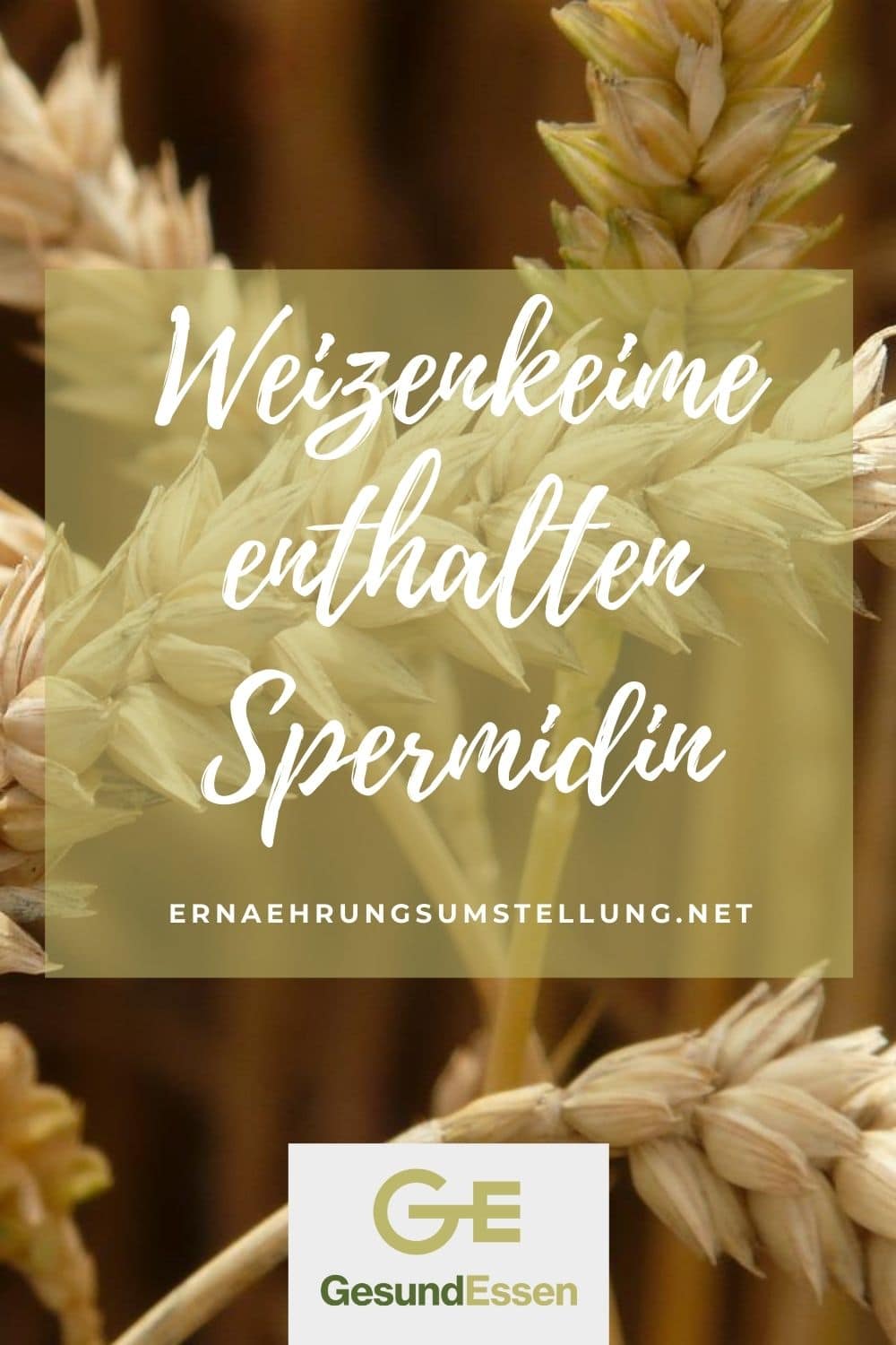 Autophagie - Ein natürlicher Prozess zur Zellerneuerung