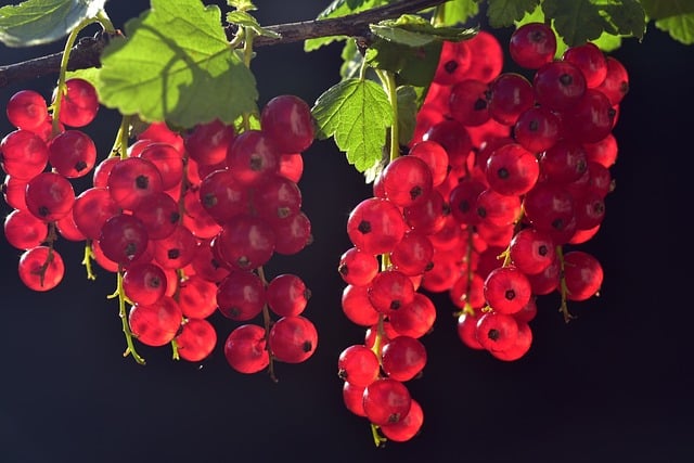 Essen mit J: Johannisbeeren